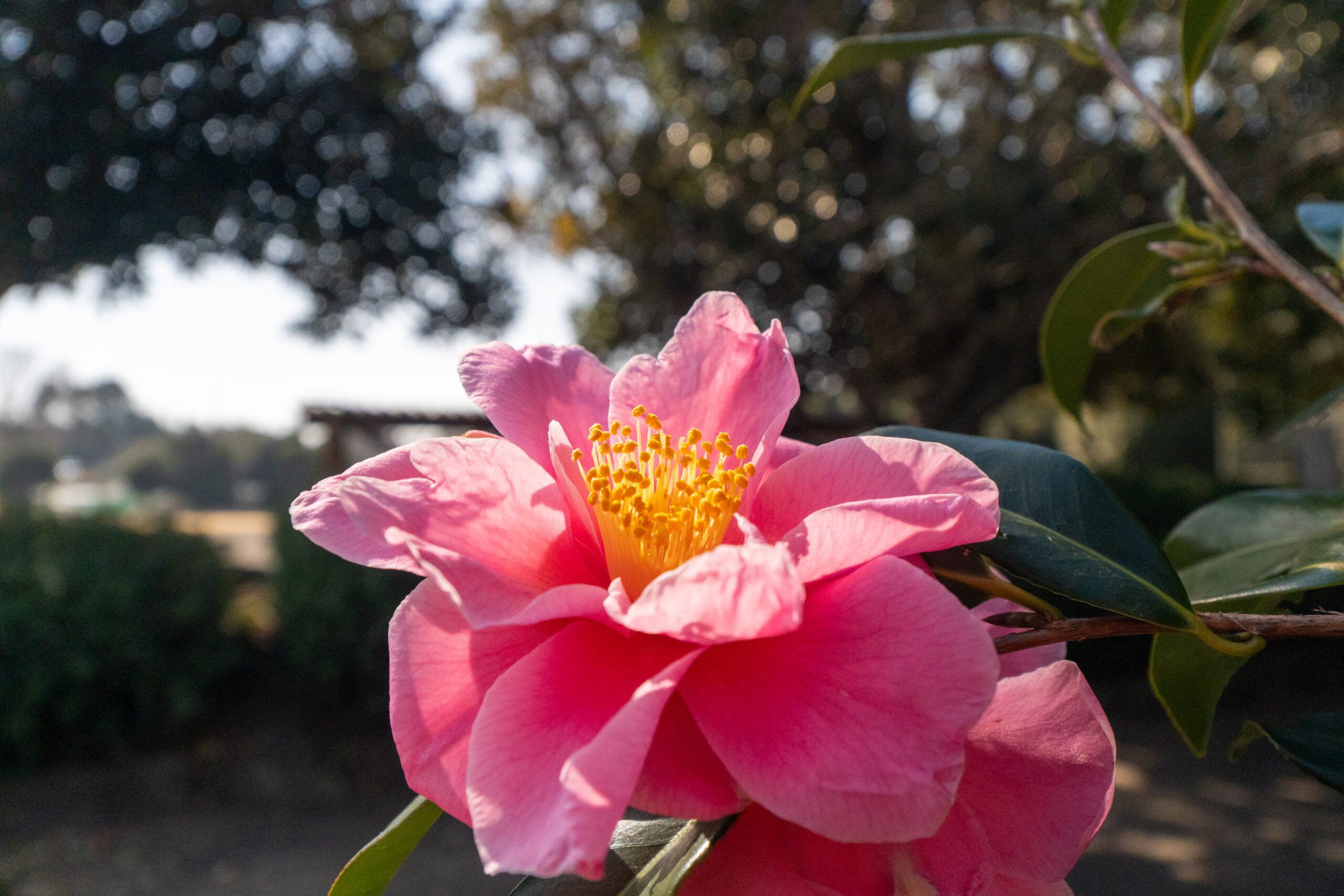 🏞️ 고무로야마 공원(코무로야마코엔) 이미지 10